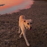 Pet care in Toronto - Cinthya D.