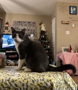 Pet care in Surrey - Krischelle G.