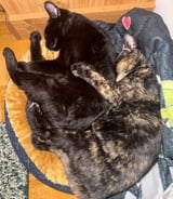 Pet care in Mississauga - Jasmine W.