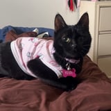 Pet care in Hamilton - Sara C.