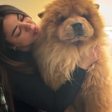 Pet care in Toronto - Shaghayegh S.