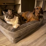 Pet care in Mississauga - Baby sit my cat and dog