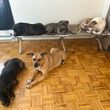 Pet care in Westmount - Pmreezey L.