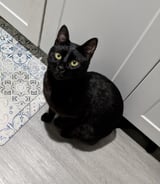 Pet care in Toronto - Cat sitter for a week