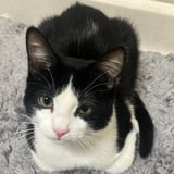 Pet care in Markham - Agape W.