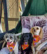 Pet care in Edmonton - Teri V.