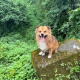 Pet care in Burnaby - Sonam D.