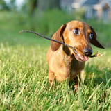 Pet care in Mississauga - Need someone to board my Dachshund Mini sausage dog