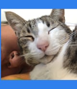 Pet care in Mississauga - Karla C.
