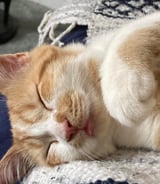 Pet care in Ottawa - Ashley P.