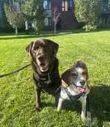 Pet care in Sainte-Catherine - Lisa M.