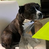 Pet care in Surrey - Connie G.