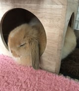 Pet care in Ottawa - Mariana C.