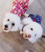 Pet care in Montreal - Natália R.