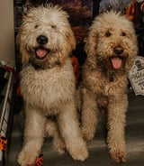 Pet care in Surrey - Brandy C.