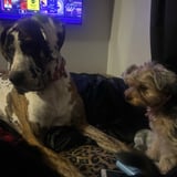 Pet care in Calgary - Sharon M.