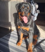 Pet care in Calgary - Joint A.