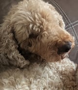 Pet care in Dollard-des-Ormeaux - Holly O.
