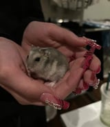 Pet care in Blainville - Jessica G.