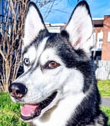 Pet care in Montreal - Yamalie M.