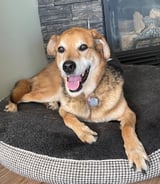 Pet care in North Vancouver - Catherine D.