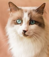 Nanny/Babysitter in Mississippi Mills - Live out Nanny for 1 toddler