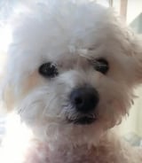 Pet care in Welland - Marcela M.