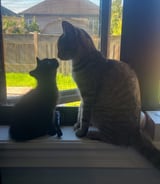 Pet care in Welland - Candice F.