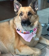 Pet care in Caledon - Dog Sitter