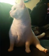 Pet care in Edmonton - Elijah A.