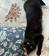 Pet care in Toronto - Leslie Amanda I.
