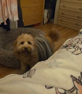 Pet care in Edmonton - Kiera L.