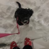 Pet care in Calgary - Roy M.