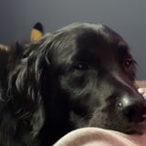 Pet care in Langley - Ryan W.