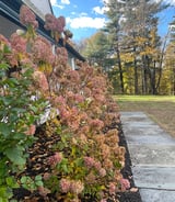 Caregiver in Victoria - Housekeeper and elder care as well as nanny care at times