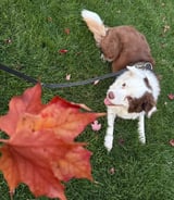 Pet care in Markham - I need a caring and reliable dog walker that loves dogs