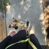 Pet care in Fort Erie - Ashley R.