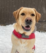 Pet care in Oakville - Dog Boarding Required - Feb 10-14