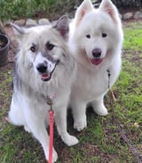 Housekeeper in White Rock - Housekeeping/ Pet Care