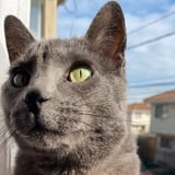 Pet care in Calgary - Roxana R.