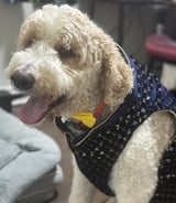 Pet care in Brampton - Dog Walker needed