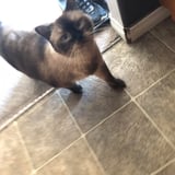 Pet care in Edmonton - Long N.