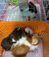 Pet care in Vancouver - Lan C.