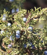 Nanny/Babysitter in Cote-Saint-Luc - Wanted Empath Nanny Can Watch Toddler & Accompany Us to Errands & Doctors. You Need Your Own Car