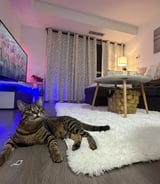 Housekeeper in Toronto - Jessel G.
