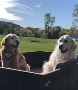 Pet care in Thorold - Lesley G.