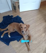 Pet care in Russell - Dog walker