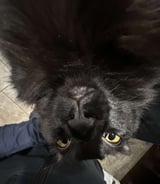 Pet care in Kamloops - Reece G.