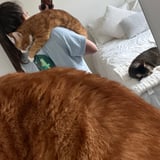 Nanny/Babysitter in New Westminster - Jennifer M.