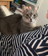 Housekeeper in Ottawa - Zoulfira M.